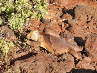 Land Iguana feeding on Monte Salado on Plaza Island Galapagos