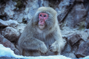 Cute and Nice Snow Monkey in the Jigokudani Park, Japan