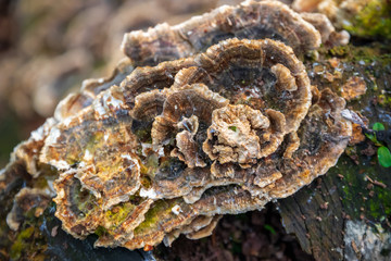 Fungus on tree stump in Highgate wood, London