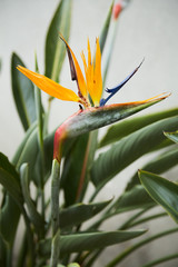 A close-up of flowers in the Botanic Gardens in Dublin, Ireland