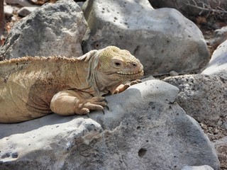 New land Iguana Species on the Galapagos Islands - Plaza