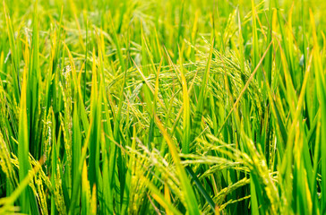 field of wheat, rice field