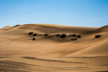 Fototapeta na wymiar Wüstenpflanzen in der Wüste in den Vereinten arabischen Emirate.