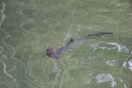 Hammerhead Shark Baby Swimming In The Beach