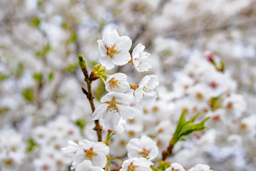 桜咲く頃