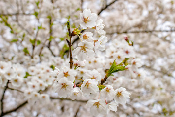 桜咲く頃