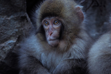 Mother and Baby from Smow monkey family in the Jigokudani Park, Japan