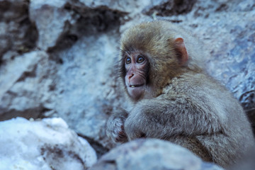 Mother and Baby from Smow monkey family in the Jigokudani Park, Japan