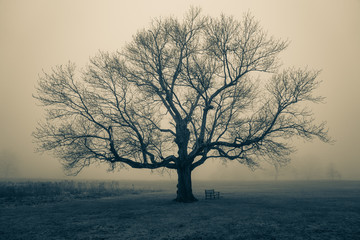 Tree in the Fog