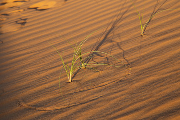 W&uuml;stenpflanze in der W&uuml;ste in den Vereinten arabischen Emirate.