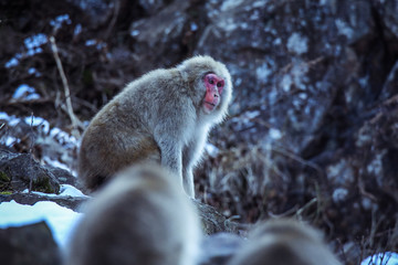 Snow Monkey in the Jigokudani park, Japan