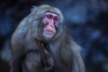 Portrait of Smow monkey in the Jigokudani Park, Japan