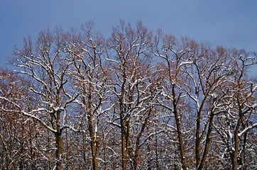 View of a winter snowy forest with trees covered with white fluffy snow on a frosty sunny day