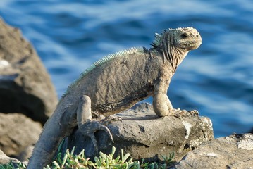 Marine Iguana in the Galapagos Islands