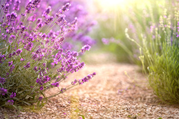 Lavender field with thin line of gravel ground. Beautiful image of lavender field closeup. Lavender...