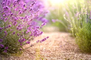 Gartenposter Lavender field with thin line of gravel ground. Beautiful image of lavender field closeup. Lavender flower field, image for natural background. © Kotkoa