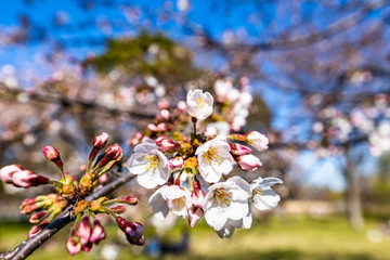 cherry blossoms in spring season