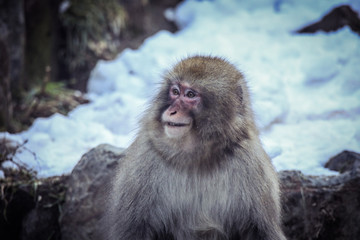 Snow Monkey in the Jigokudani park, Japan