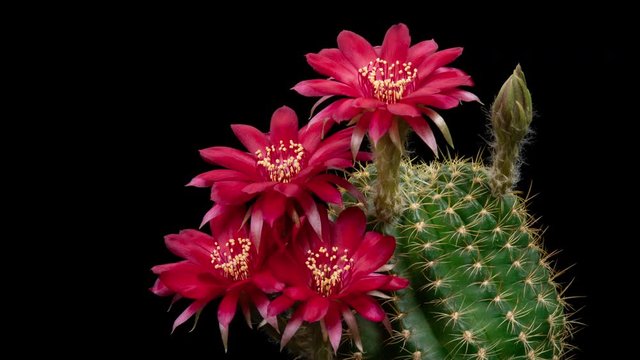 Red Colorful Flower Timelapse of Blooming Cactus Opening / 4k fast motion time lapse of a blooming cactus flower.