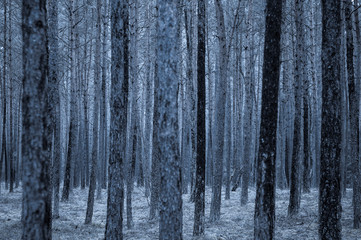 Dark blue forest / Nature background, dark blue forest in Germany, Europe.