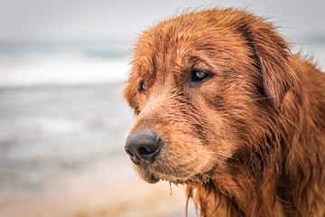 portrait of red retriever dog