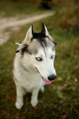 Husky portrait. Young husky dog for a walk in the park in autumn. Husky breed. Light fluffy dog. Walk with the dog. Dog on a leash. A pet