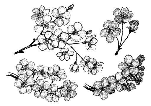 Hand drawn vector illustration. Collection of blooming branches of Sakura. Set of cherry flowers. Botanical realistic sketches isolated on white. Outline elements for design, typography, print, poster