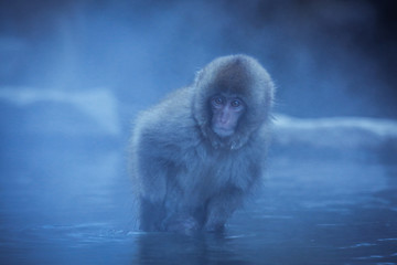 Mother and Baby from Smow monkey family in the Jigokudani Park, Japan