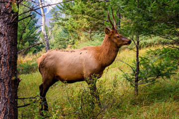 Naklejka na ściany i meble Elk Wapiti Cervus canadensis, Jasper Alberta Kanada travel destination