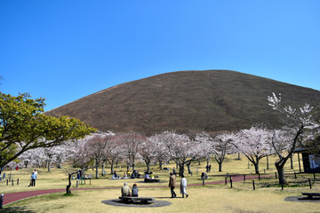 伊豆さくらの里と山焼き後の大室山