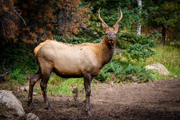 Elk Wapiti Cervus canadensis, Jasper Alberta Kanada travel destination