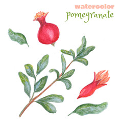  Watercolor green pomegranate with leaves isolated on a white background.