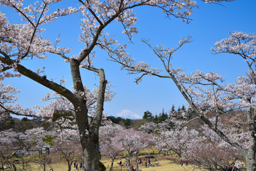 伊豆さくらの里でお花見と富士山