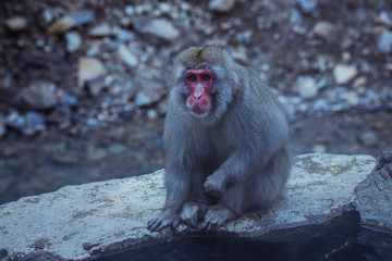 Naklejka premium Snow Monkey in the Jigokudani park, Japan