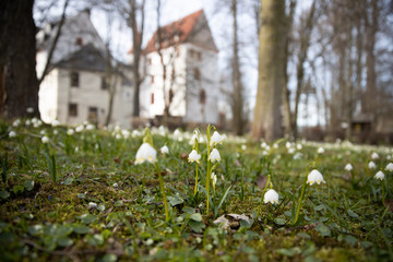 Fruehling blühen Märzenbecher Natur erwachen Sonne