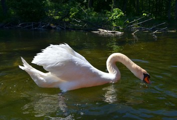 łabędź © Marzena