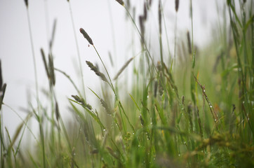 Foggy meadow