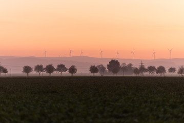 tree on meadow at sunset with sun and mist - panorama
