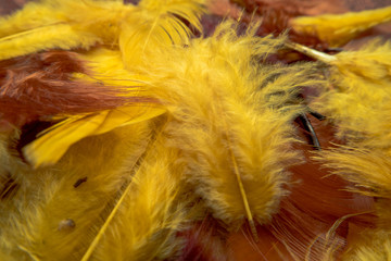 Colorful feathers, chicken feathers background texture