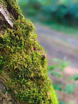 Close up of green moss on a tree trunk
