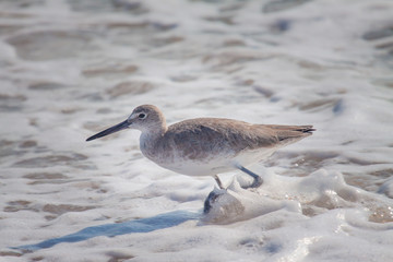 Willet walking in the water at the beach. 