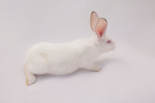 white rabbit on a white background