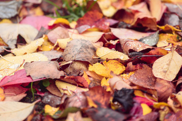 Naklejka na ściany i meble Beautiful fallen leaves from trees on the ground in the autumn forest.