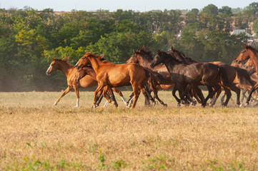 Obraz premium chevaux au pré 