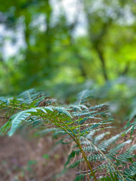 Green leaves on blurry background
