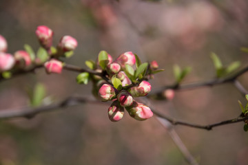 A closeup of a branch from an ornamental cherry tree showing the beautiful soft pink and white buds.  Green petals are displayed to add a splash of color to a bokeh background. 