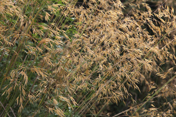 Long grass in an English country garden