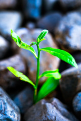 small green tree is growing with the rocks on background