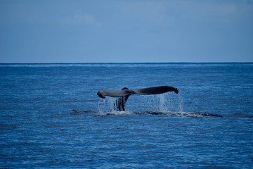 baleine &agrave; bosse
