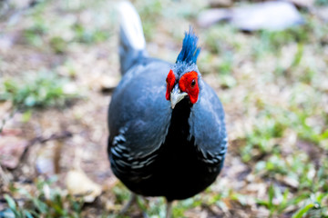 Golden pheasant, Chrysolophus pictus, male